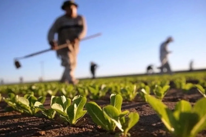Çiftçinin Bağ-Kur ve vergi borcu krediyle tahsil edilecek!