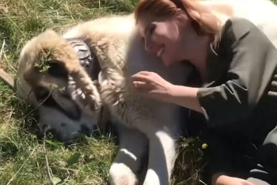 Alabai cinsi köpeği sevmek hayatına mal oluyordu!