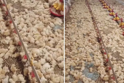 Dikkatsizlik 10 bin civcivin telef olmasına yol açtı!