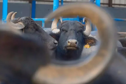 Türk çiftçilerin büyük başarısı: Yeni ırk meydana geldi