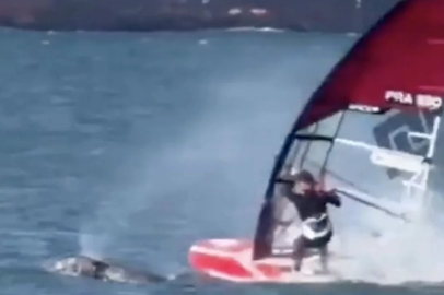 ABD'de sörf yapan bir vatandaş balina ile çarpıştı