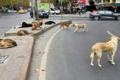 Sokak hayvanları toplatıldı! Bakan Çiftçi rakam paylaştı...