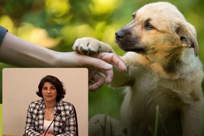 Melike Baysal: Sokak hayvanları politikaları derinleşen bir kriz
