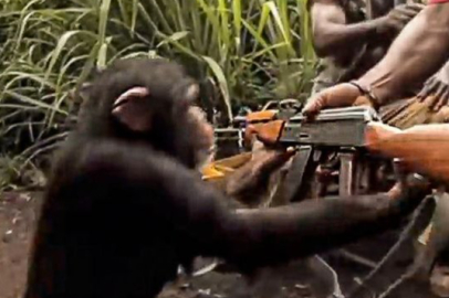 Maymunlar çeteleşip savaştı! 24 can kaybı yaşandı