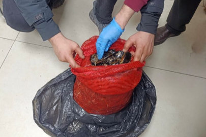 Bursa'da gıda terörü: 1 kamyon yasadışı midye yakalandı!