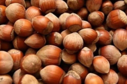 Fındık üreticisi zor durumda!